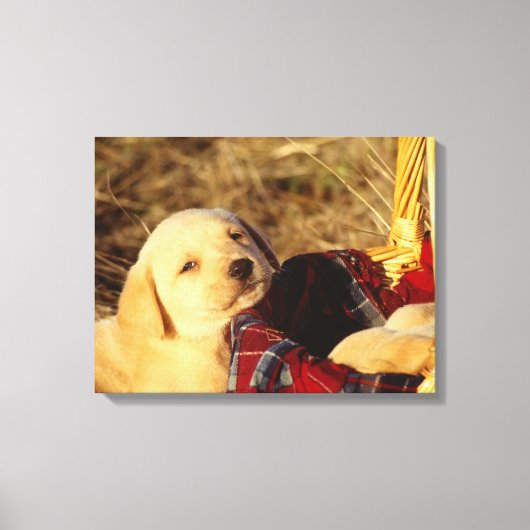 TOILE 24117967 (Recto)