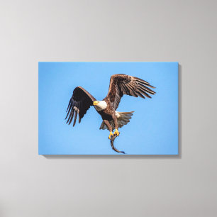 Toile 24x16 Aigle chauve avec un poisson