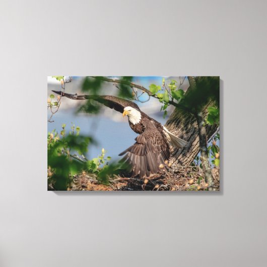 Toile 24x16 Aigle chauve quittant le nid (Recto)