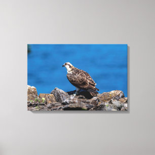 Toile 24x16 Balbuzard pêcheur sur les rochers