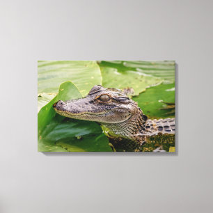 Toile 24x16 Jeune Alligator