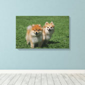 Toile 2 Poméraniens regardent la caméra (Insitu (Plancher de Bois))