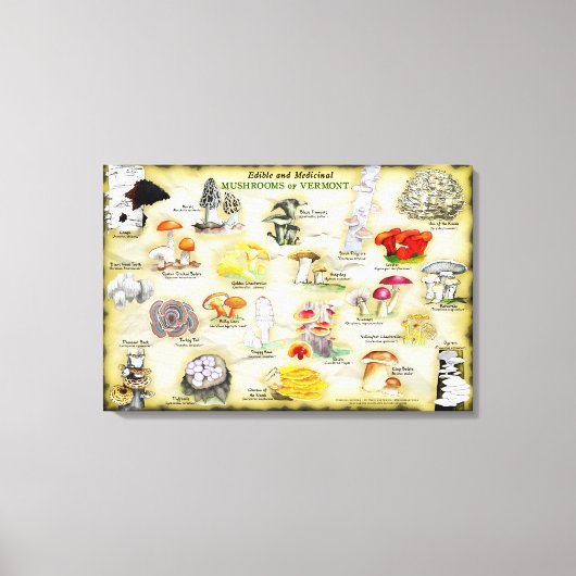 Toile 30x20 Champignons du Vermont (Recto)