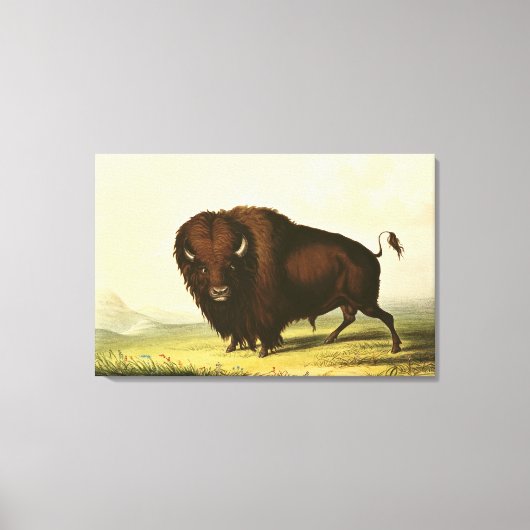 Toile A Bison, vers 1832 (Recto)