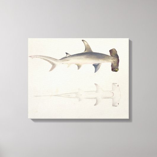 Toile A Hammer-headed Shark, Loheia, formerly attributed (Recto)