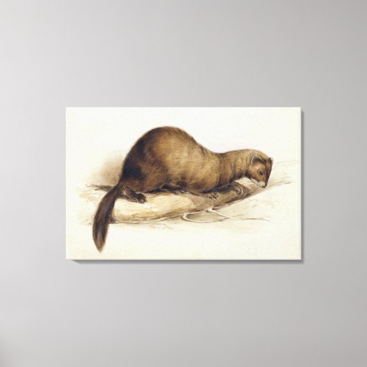 Toile A Weasel, 1832 (avec stylo, encre, gouache et gomm (Recto)