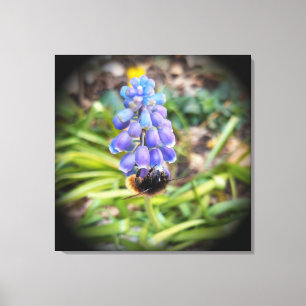 Toile Abeille sur Muscari Armeniacum , Muscari d'Arménie