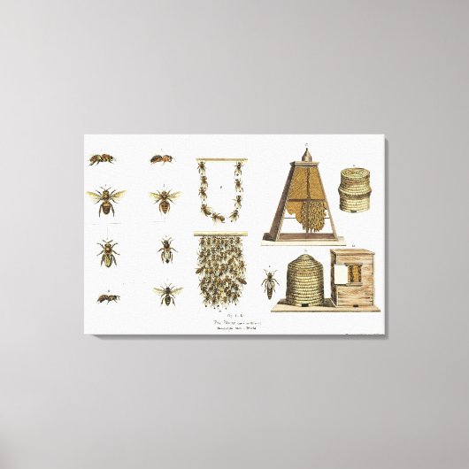 Toile Abeilles et apiculture, de "The Young Landsman", p (Recto)