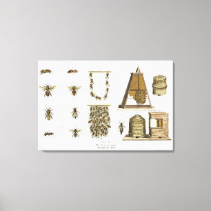 Toile Abeilles et apiculture, de "The Young Landsman", p