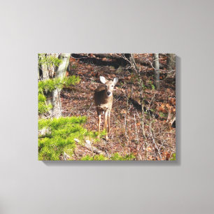 Toile Adorable Cerf dans les Bois Photographie de la nat