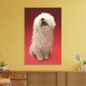 Toile adorable chien Komondor (Insitu(Salon))