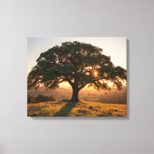 Toile Affiche de Lone Oak Hill Country - Paysage du Texa