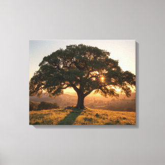 Toile Affiche de Lone Oak Hill Country - Paysage du Texa