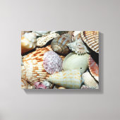 Toile affiche des coquillages (Recto)