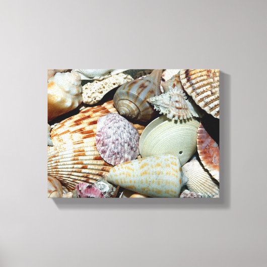 Toile affiche des coquillages (Recto)