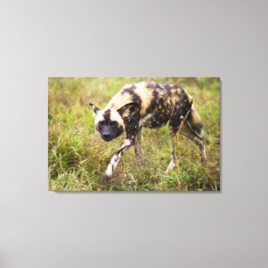 Toile African Wild Dog, Madikwe Game (Recto)