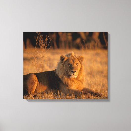 Toile Afrique, Botswana, Delta de l'Okavango. Lion (Pant (Recto)