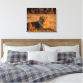 Toile Afrique, Botswana, Delta de l'Okavango. Lion (Pant (Insitu(Chambre))