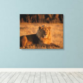 Toile Afrique, Botswana, Delta de l'Okavango. Lion (Pant (Insitu (Plancher de Bois))