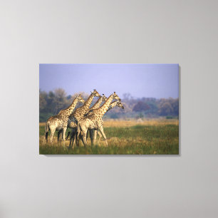 Toile Afrique, Botswana, Réserve de jeu de Moremi