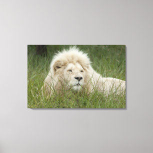 Toile Afrique du Sud, East London, Inkwenkwezi Private