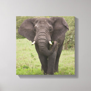 Toile Afrique Tanzanie Éléphant dans le cratère du Ngoro