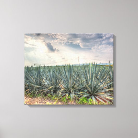 Toile Agave bleue (Recto)