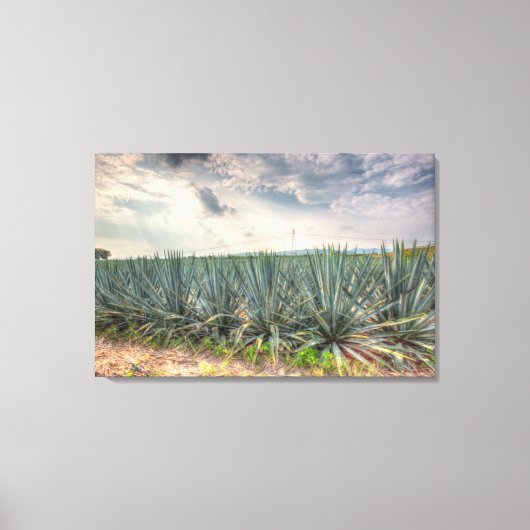 Toile Agave bleue (Recto)