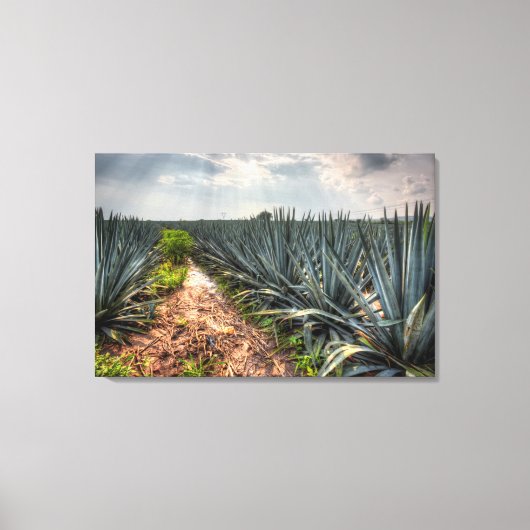 Toile Agave Tequilana (Recto)