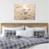 Toile Agneau (Insitu(Chambre))