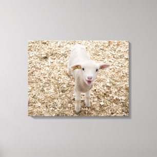 Toile Agneau