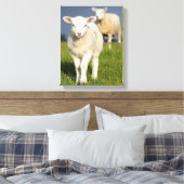 Toile Agneau curieux (Insitu(Chambre))