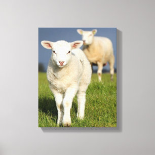 Toile Agneau curieux