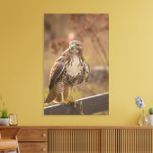 Toile Aigle à queue rouge juvénile (Insitu(Salon))