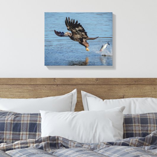 Toile Aigle à tête blanche immature qui dépose un poisso (Insitu(Chambre))
