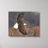 Toile Aigle à tête blanche sur les arbres d'automne (Recto)