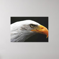 Aigle à tête plate 60x40 (150x100cm) waccnm