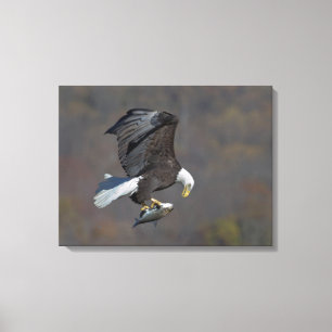 Toile Aigle chauve regardant un poisson