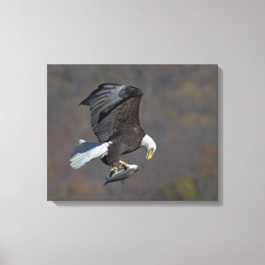 Toile Aigle chauve regardant un poisson (Recto)