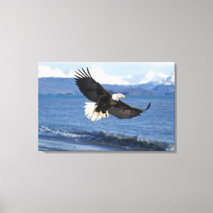 Toile aigle royal, Haliaeetus leuccocephalus, en vol