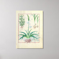 Ail et autres plantes