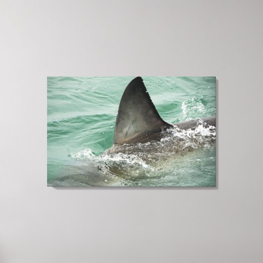 Toile Aileron dorsal d'un grand requin blanc (Recto)