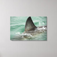 Aileron dorsal d'un grand requin blanc