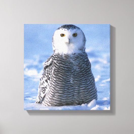 Toile Alaska Arctic Snowy Owl Photo Conçu (Recto)