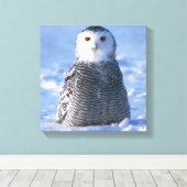 Toile Alaska Arctic Snowy Owl Photo Conçu (Insitu (Plancher de Bois))