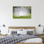 Toile Albino Peacock Affiche les plumes (Insitu(Chambre))