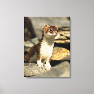 Toile Alerte Weasel