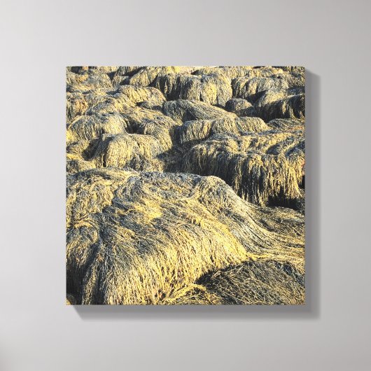 Toile algues (Recto)