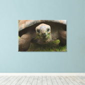 Toile Alimentation Aldabra Tortoise (Insitu (Plancher de Bois))