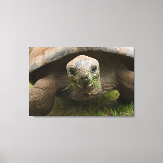 Toile Alimentation Aldabra Tortoise (Recto)
